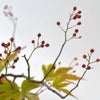 晩秋のいけばな花材＜野薔薇・紅葉木苺・小菊＞
