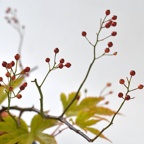 晩秋のいけばな花材＜野薔薇・紅葉木苺・小菊＞