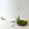 秋のいけばな花材＜実木瓜・小菊・日蔭蔓＞