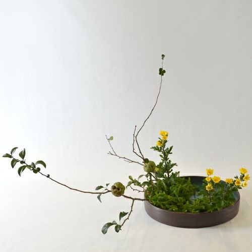 秋のいけばな花材＜実木瓜・小菊・日蔭蔓＞