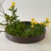 秋のいけばな花材＜実木瓜・小菊・日蔭蔓＞