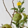 秋のいけばな花材＜実木瓜・小菊・日蔭蔓＞