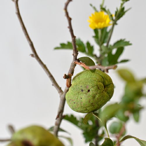 秋のいけばな花材＜実木瓜・小菊・日蔭蔓＞