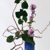 秋のいけばな花材＜小桑蔓・丸葉万作・竜胆＞