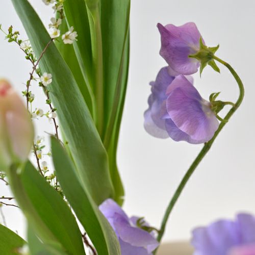 早春いけばな花材＜雪柳・八重咲チューリップ・スイートピー＞