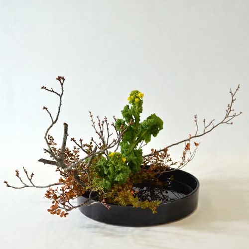 早春いけばな花材＜梅・紅柘植・菜の花＞