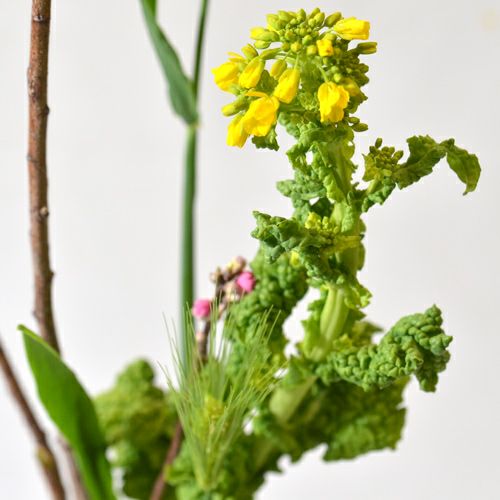 早春いけばな花材＜梅・紅柘植・菜の花＞
