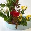 紫苑いけばな花材＜紫苑・鶏頭・小菊＞