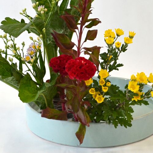 紫苑いけばな花材＜紫苑・鶏頭・小菊＞