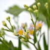 紫苑いけばな花材＜紫苑・鶏頭・小菊＞