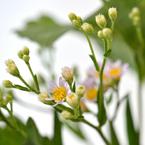 紫苑いけばな花材＜紫苑・鶏頭・小菊＞