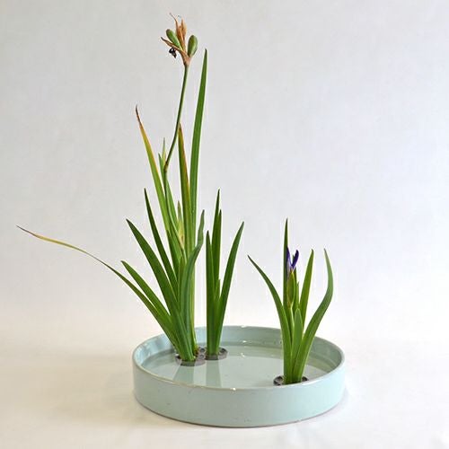 秋のいけばな花材＜秋の燕子花＞