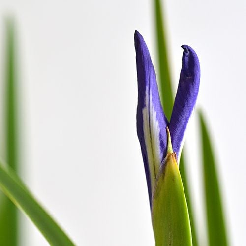 秋のいけばな花材＜秋の燕子花＞