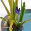 晩秋のいけばな花材＜晩秋の燕子花＞