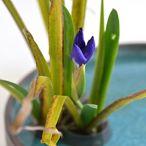 晩秋のいけばな花材＜晩秋の燕子花＞