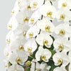 大輪胡蝶蘭3本立ち(ご供花用)