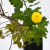 晩秋のいけばな花材＜小桑蔓・紅葉令法・ピンポンマム＞
