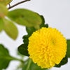 晩秋のいけばな花材＜小桑蔓・紅葉令法・ピンポンマム＞