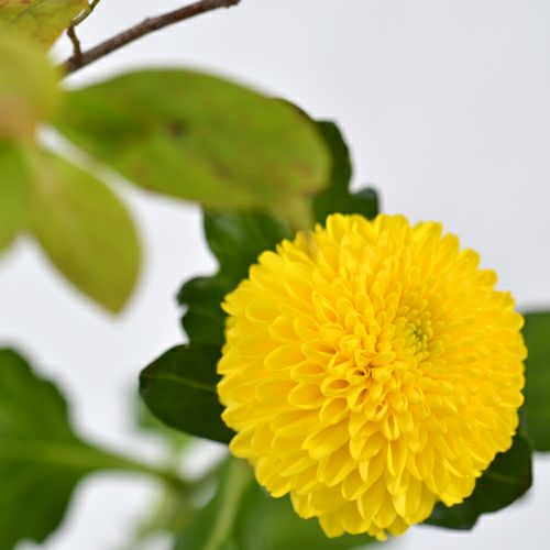 晩秋のいけばな花材＜小桑蔓・紅葉令法・ピンポンマム＞