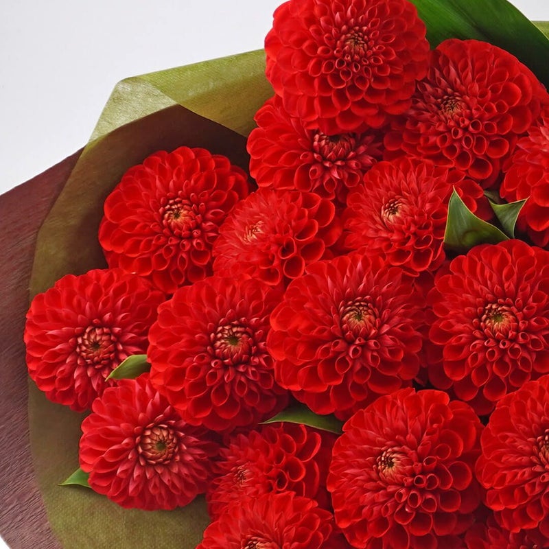 赤いダリアの花束