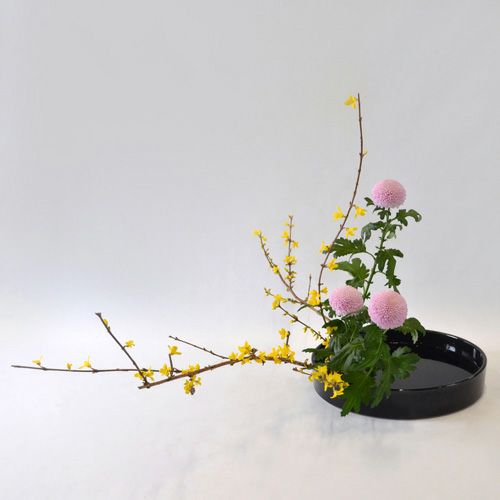 早春いけばな花材＜連翹・ピンポンマム＞