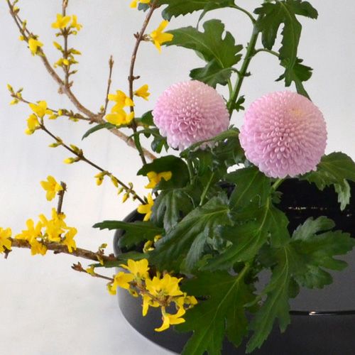 早春いけばな花材＜連翹・ピンポンマム＞