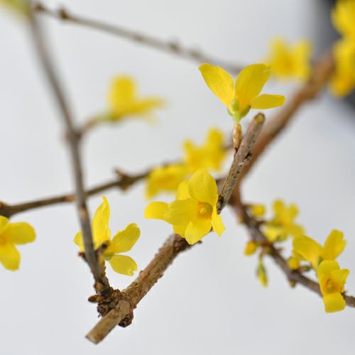 早春いけばな花材＜連翹・ピンポンマム＞
