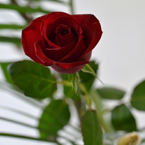 早春いけばな花材＜白木蓮・アレカヤシ・赤バラ＞