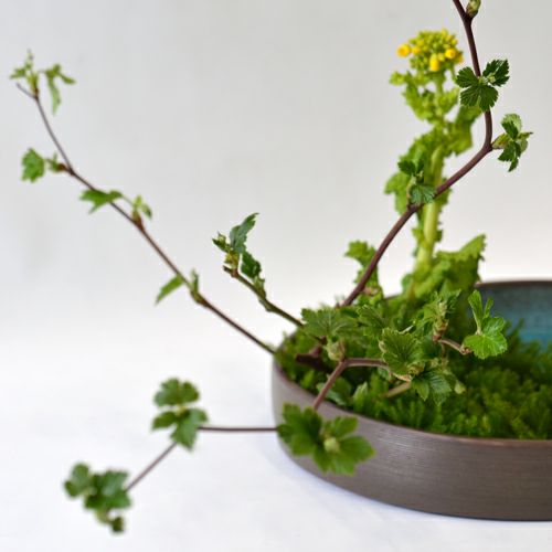 いけばな花材＜芽出し木苺・菜の花・立日蔭＞