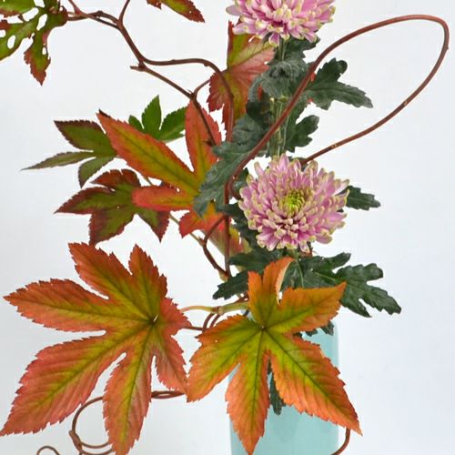 晩秋のいけばな花材＜赤蔓・紅葉木苺・菊＞