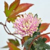 晩秋のいけばな花材＜赤蔓・紅葉木苺・菊＞