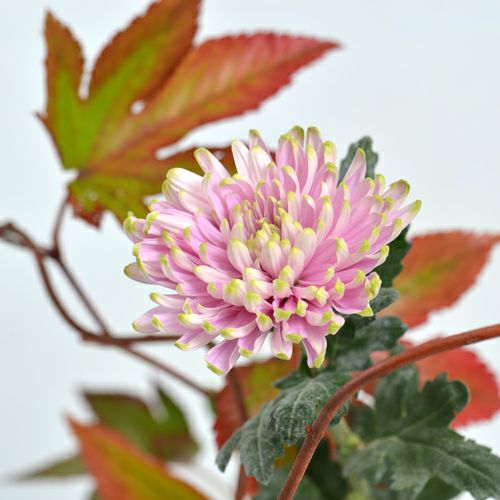 晩秋のいけばな花材＜赤蔓・紅葉木苺・菊＞