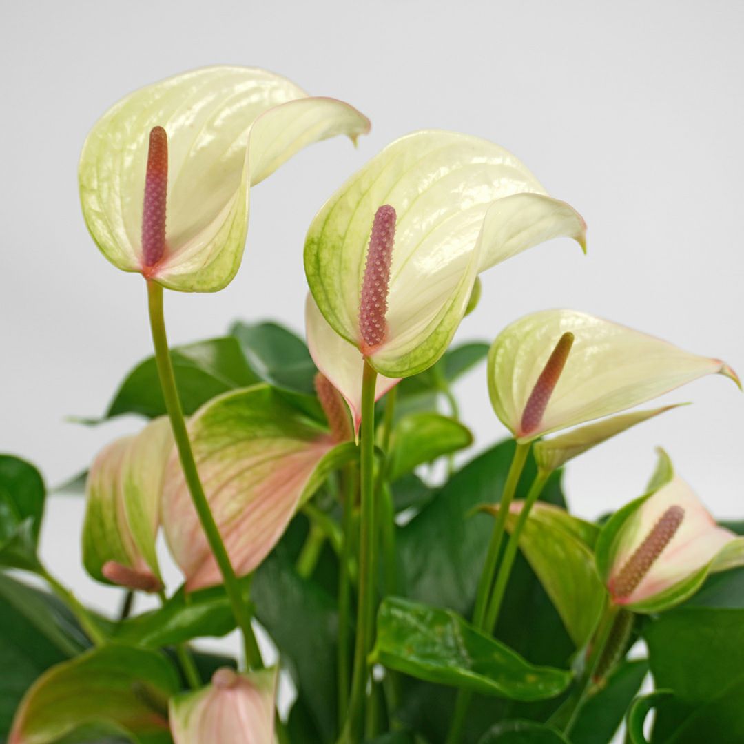 アンスリウム＜ジョリパルス＞｜青山花茂本店