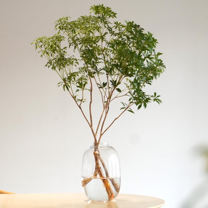 季節の枝もの定期便