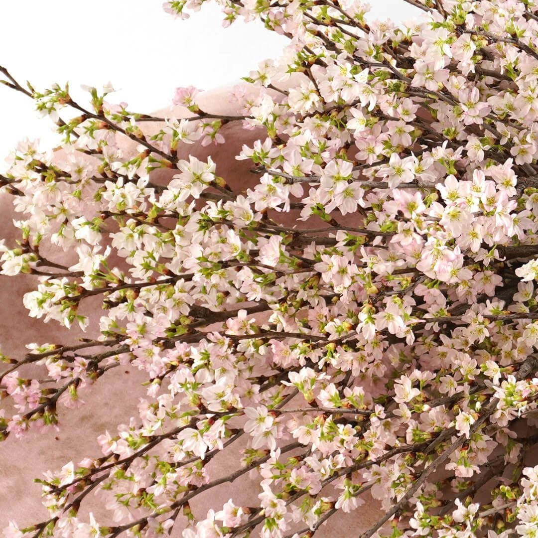 お好みの本数指定】桜の花束｜青山花茂本店