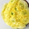 淡い黄色のラナンキュラスの花束