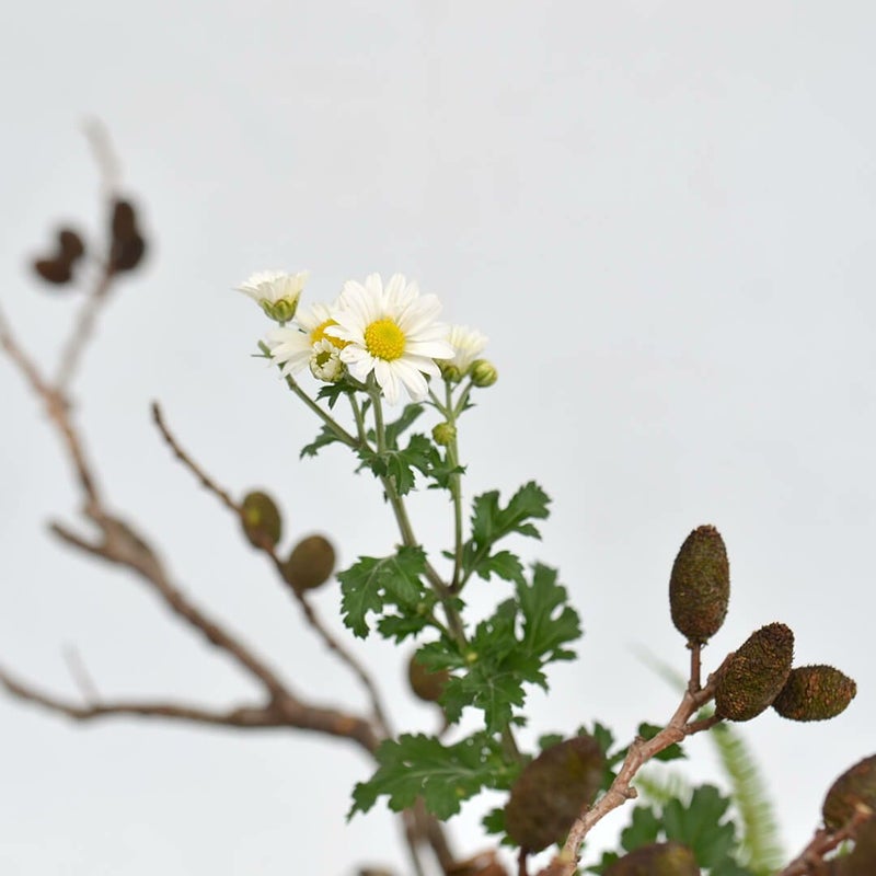 秋のいけばな花材＜榛の木・小菊・山しだ＞