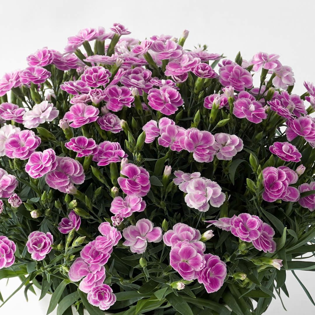 【母の日】濃いピンクや淡いピンクのカーネーションの鉢植え