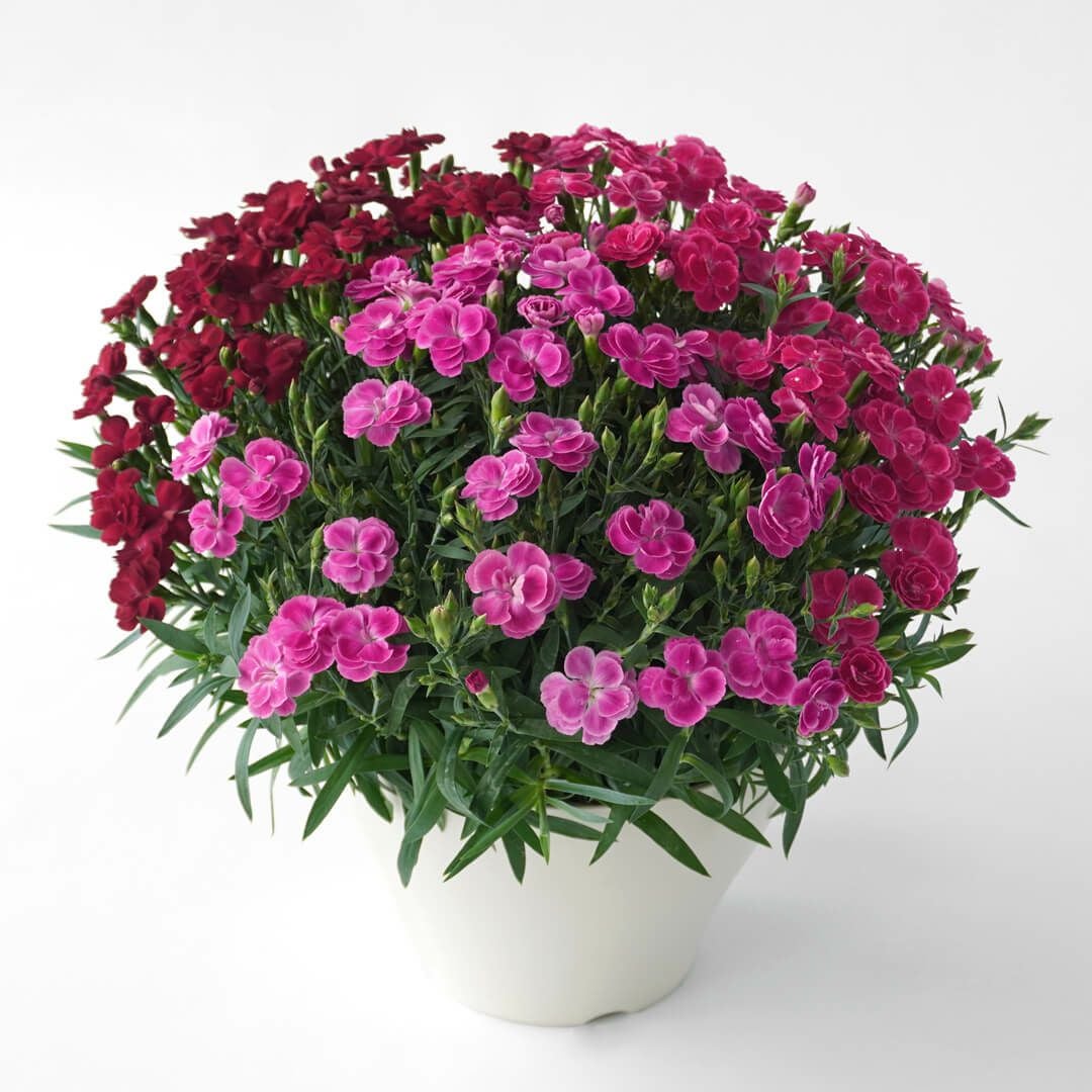【母の日】鮮やかなピンク、赤みのあるピンク、深みのある赤のカーネーションの鉢植え
