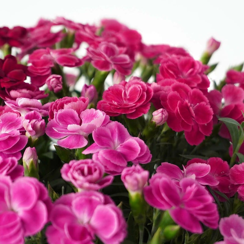 【母の日】鮮やかなピンク、赤みのあるピンク、深みのある赤のカーネーションの鉢植え