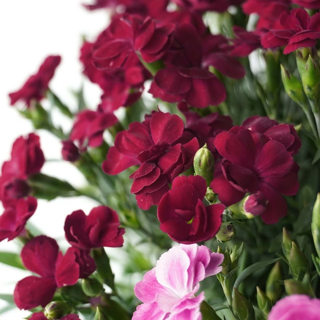 【母の日】鮮やかなピンク、赤みのあるピンク、深みのある赤のカーネーションの鉢植え