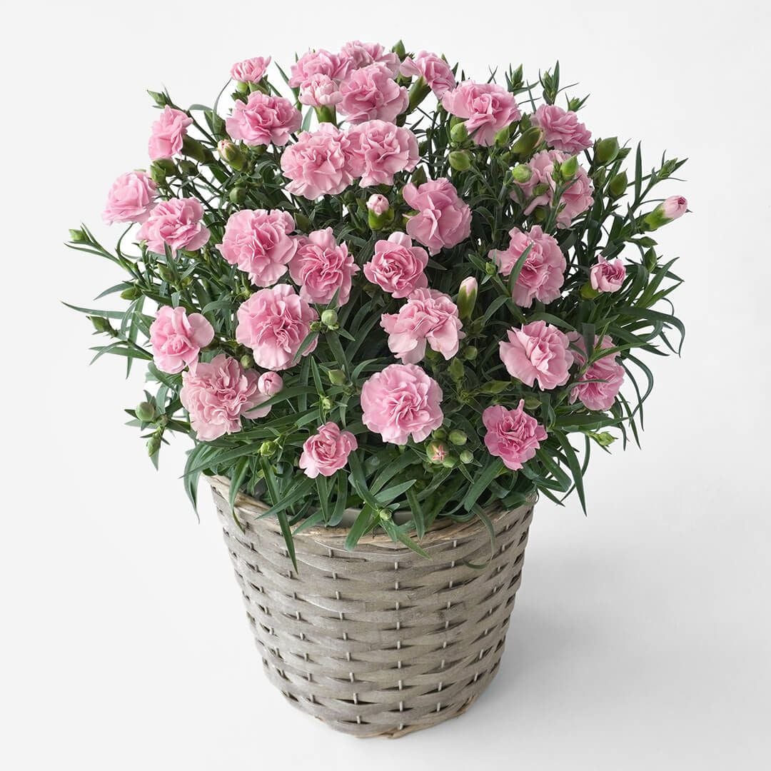 【母の日】やらわかな淡いピンクのカーネーションの鉢植え