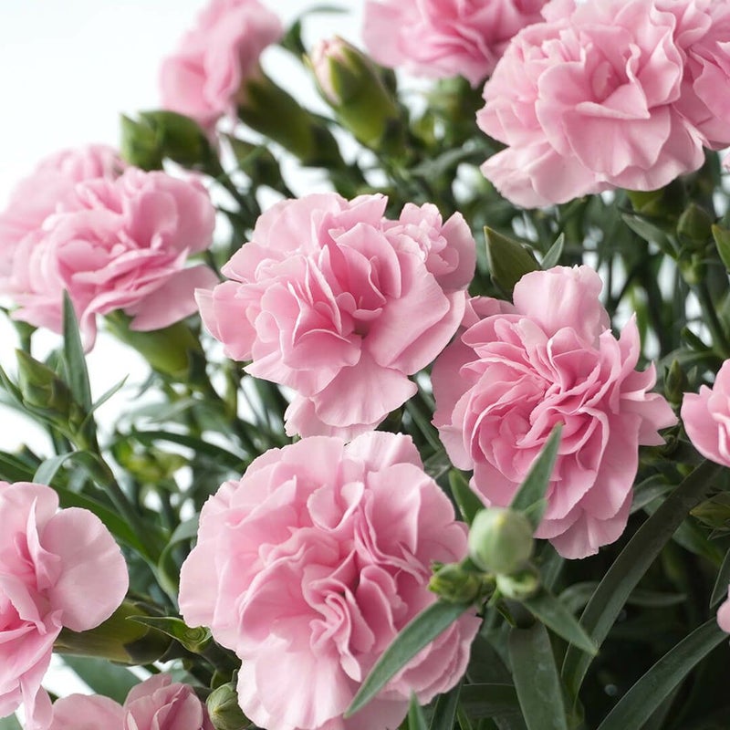 【母の日】やらわかな淡いピンクのカーネーションの鉢植え