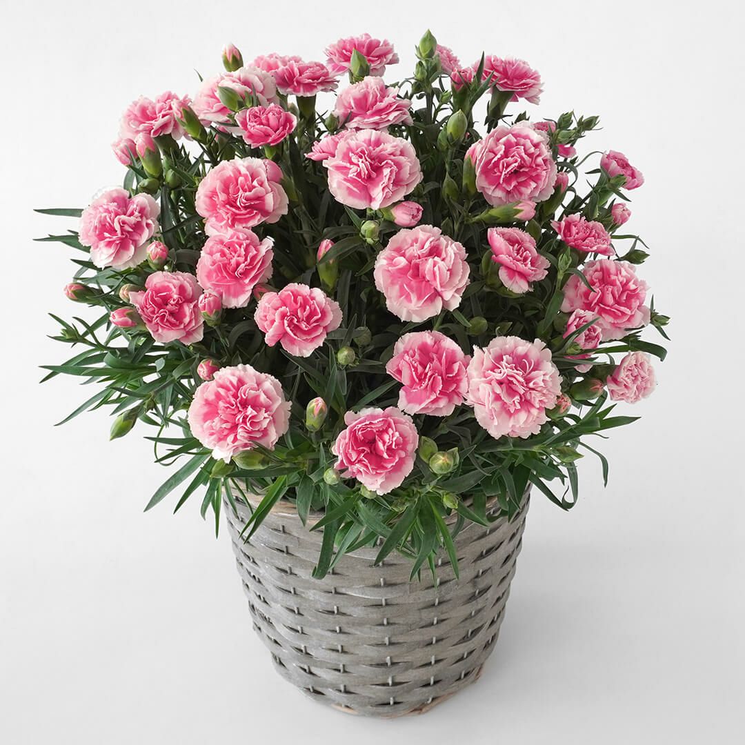 【母の日】濃いピンクと淡いピンクの複色のカーネーションの鉢植え