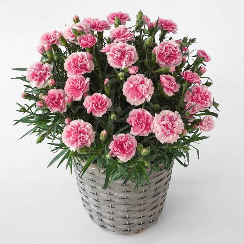 【母の日】濃いピンクと淡いピンクの複色のカーネーションの鉢植え