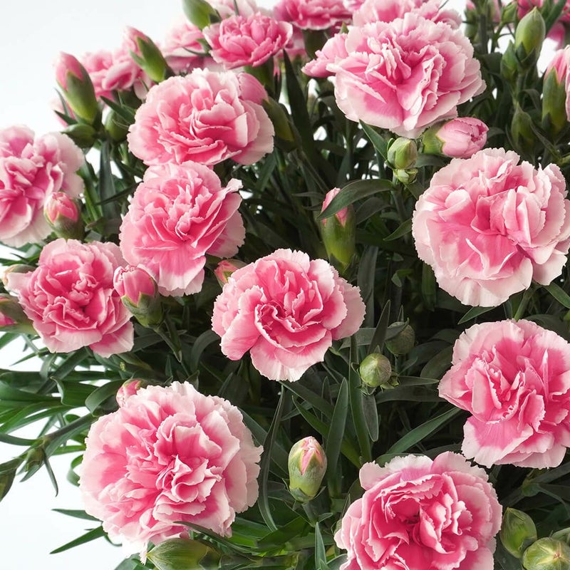 【母の日】濃いピンクと淡いピンクの複色のカーネーションの鉢植え