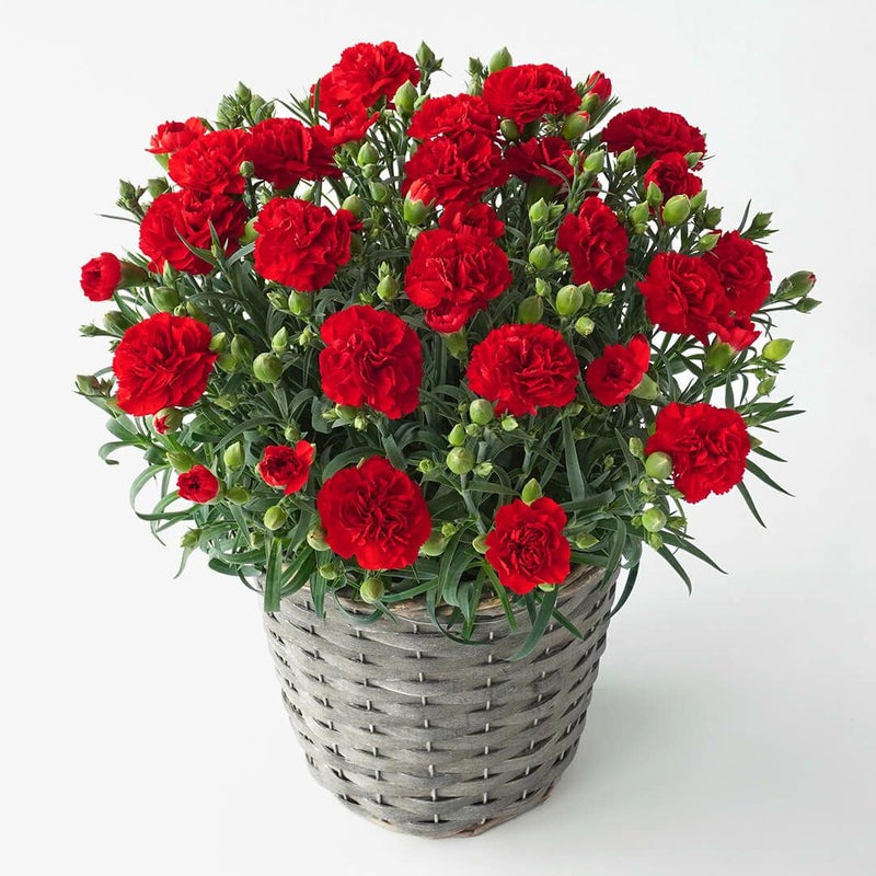 【母の日】赤いカーネーションの鉢植え
