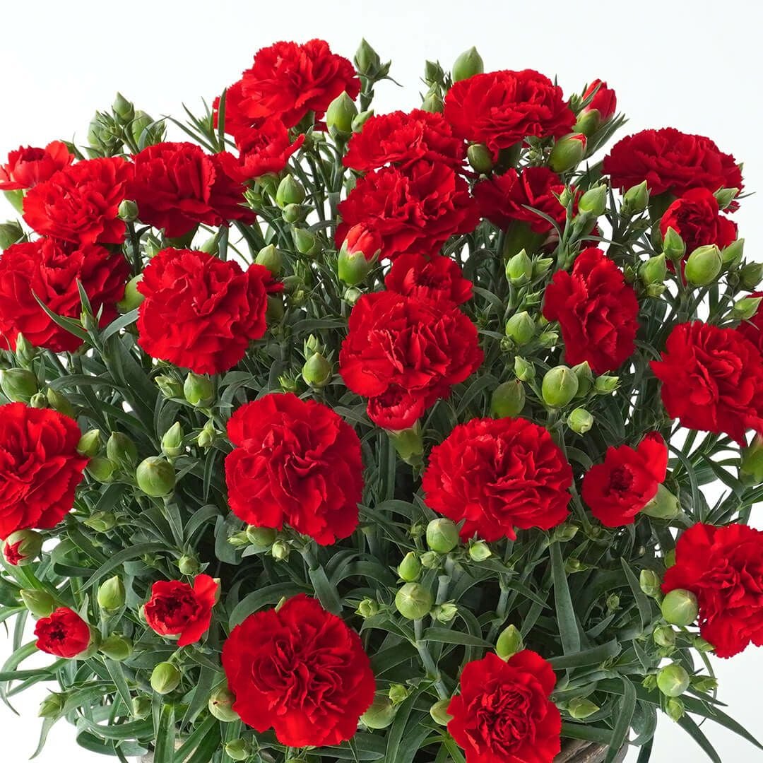 【母の日】赤いカーネーションの鉢植え