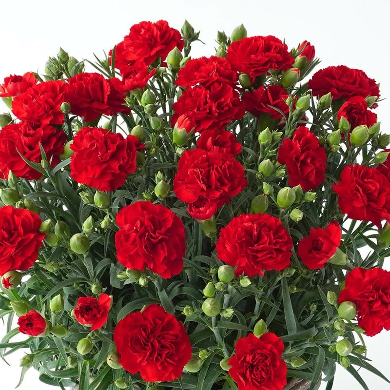 【母の日】赤いカーネーションの鉢植え