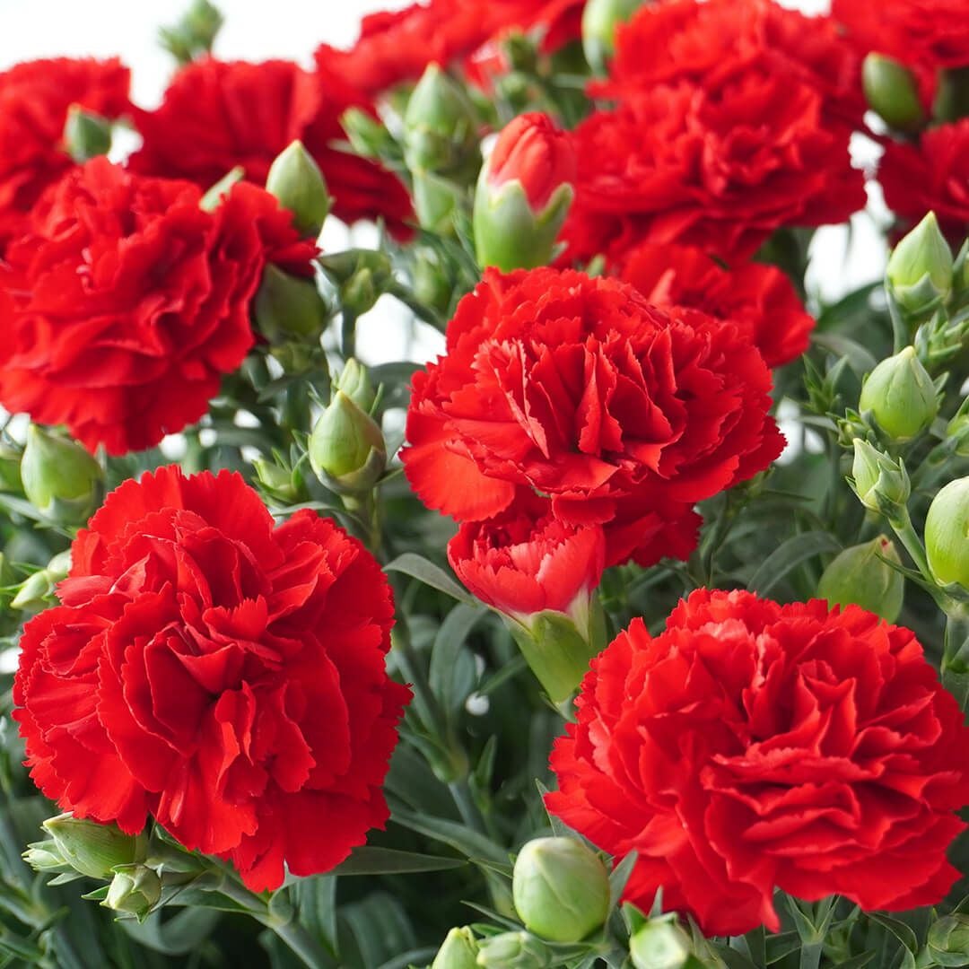 【母の日】赤いカーネーションの鉢植え